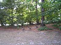 Bernache du Canada, Branta canadensis (Photo F. Mrugala) (1)